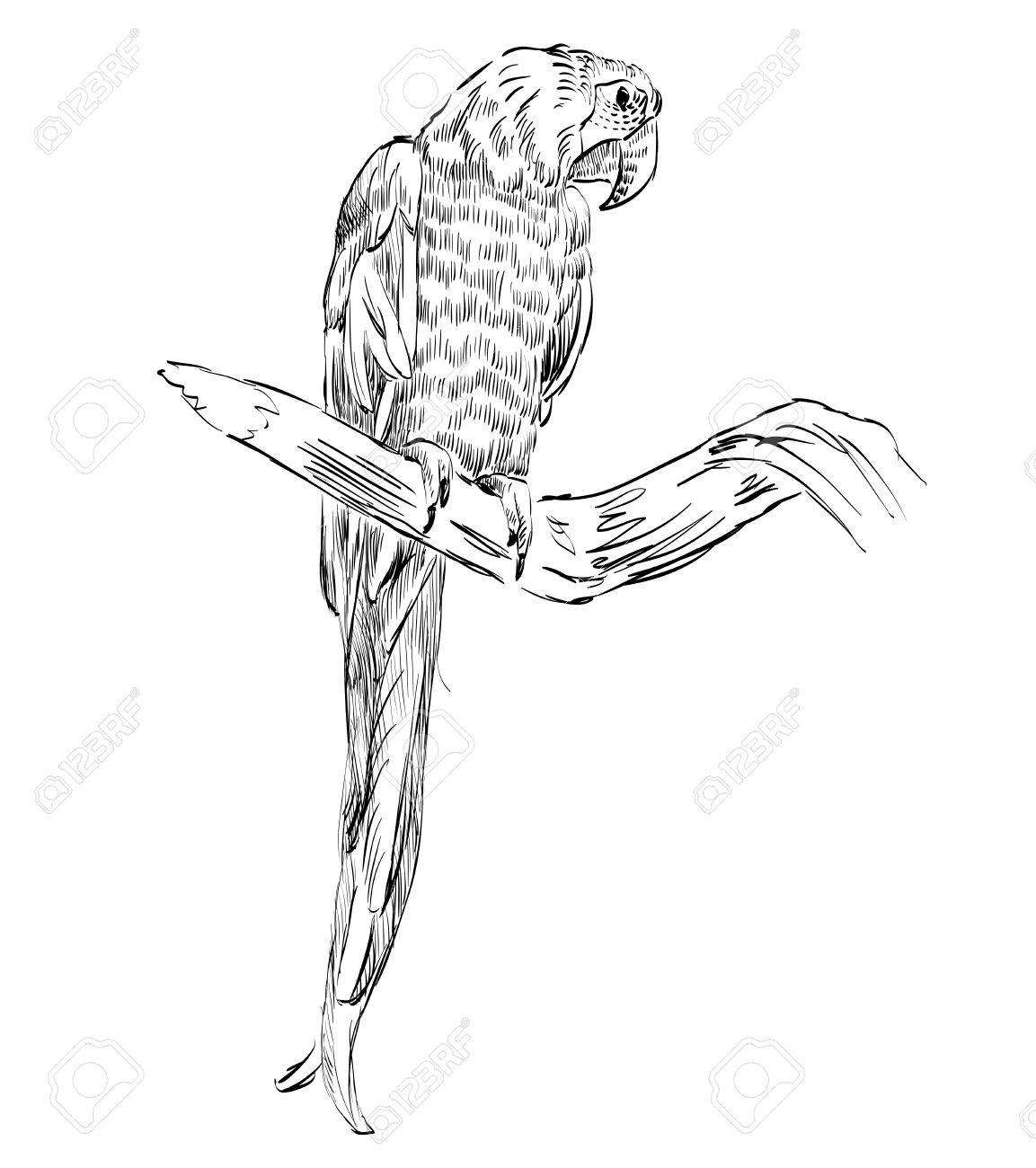 1153x1300 Vector Sketch Of A Parrot. Hand Drawn Illustration Royalty Free