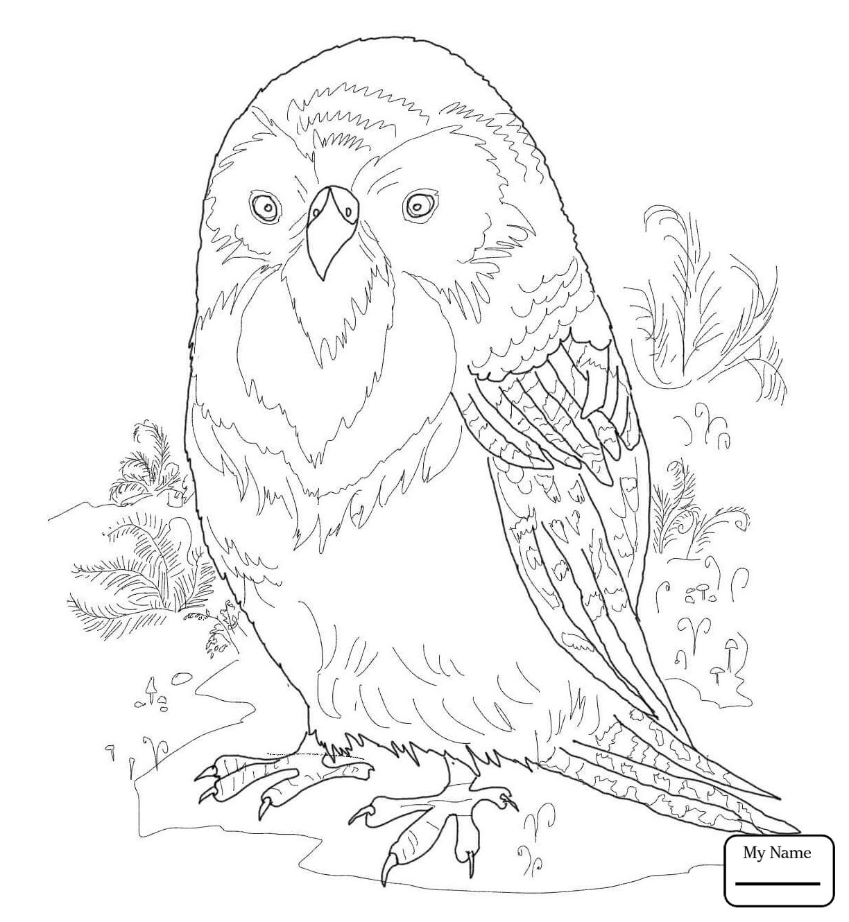 1224x1330 Coloring Pages Birds Parrots Budgie Parrot