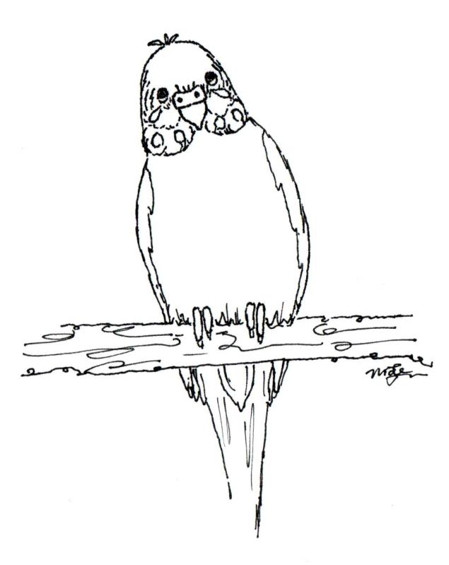 635x799 Photo Budgie 01a.jpg Colouring Pages Embroidery