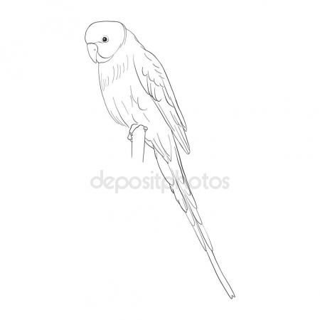 450x450 Vector Sketch Of Budgerigar Stock Vector Cat Arch Angel