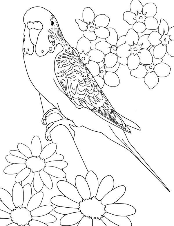 600x776 Coloring Pages Parakeets