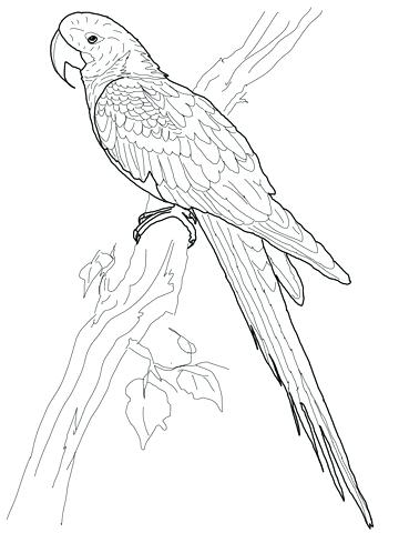 360x480 Awesome Parakeet Coloring Pages Free Download Draw Your Own Page