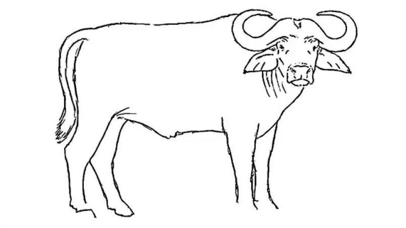 805x453 Drawing How To Draw A Buffalo Easy Step By Step As Well As How