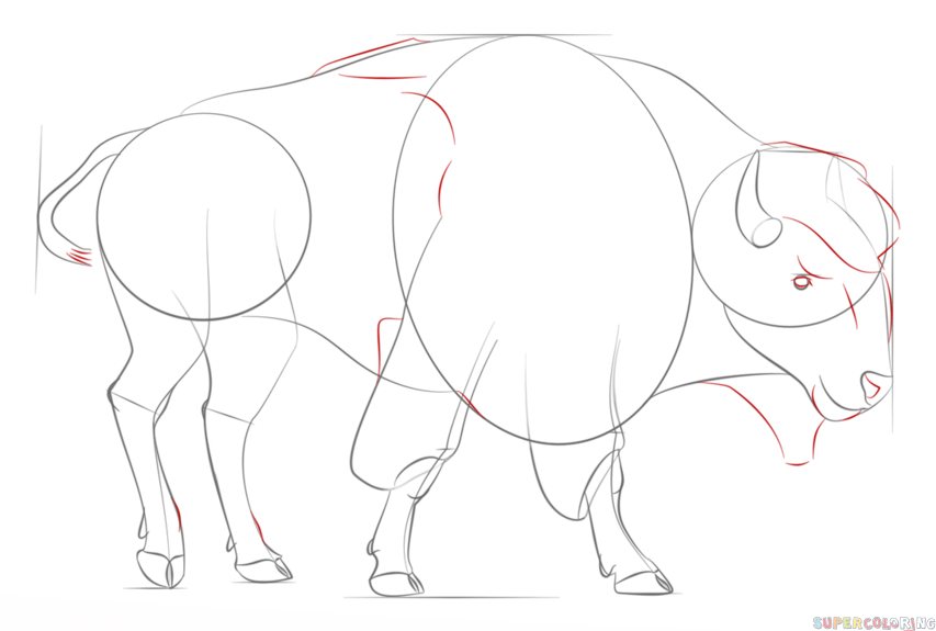 853x575 Drawing How To Draw A Buffalo Easy Step By Step In Conjunction