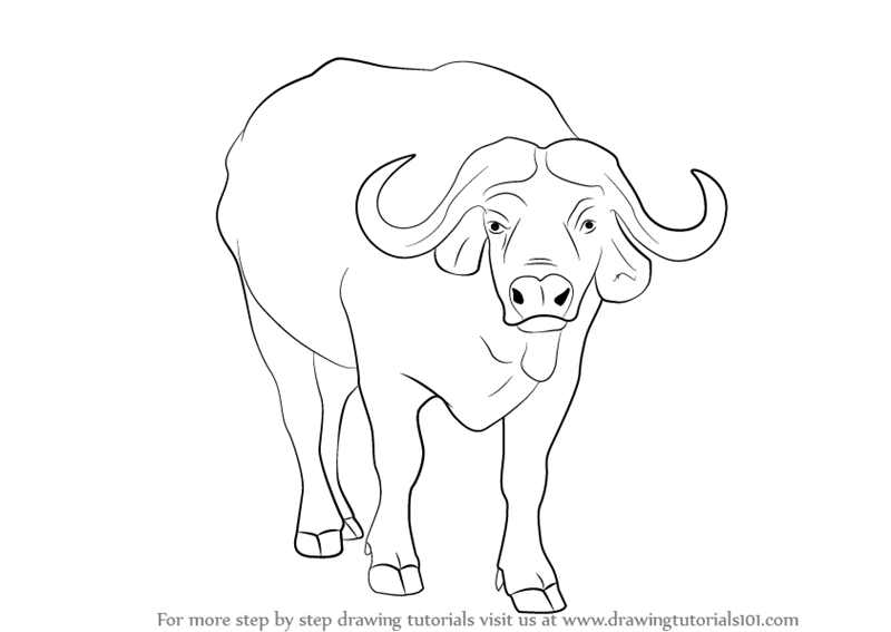 800x567 Learn How To Draw An African Buffalo (Wild Animals) Step By Step