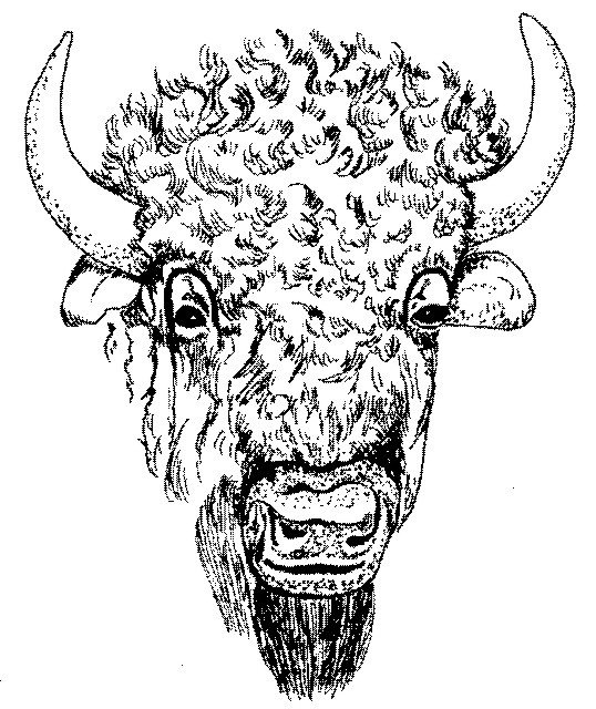 538x640 Buffalo Head Drawing