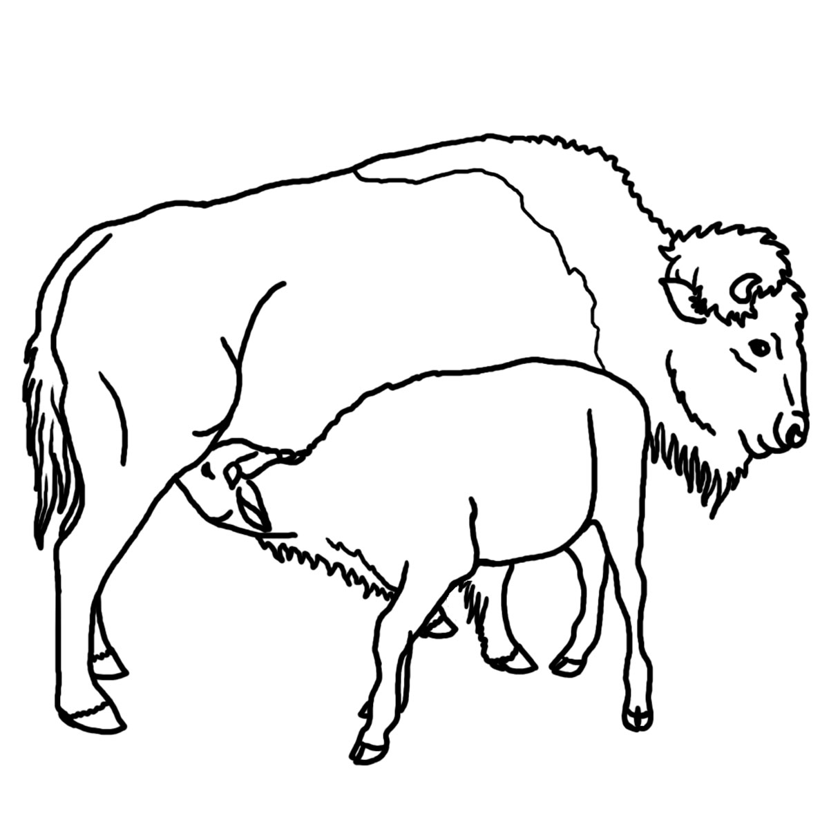 1200x1200 African Buffalo Clipart Coloring Page
