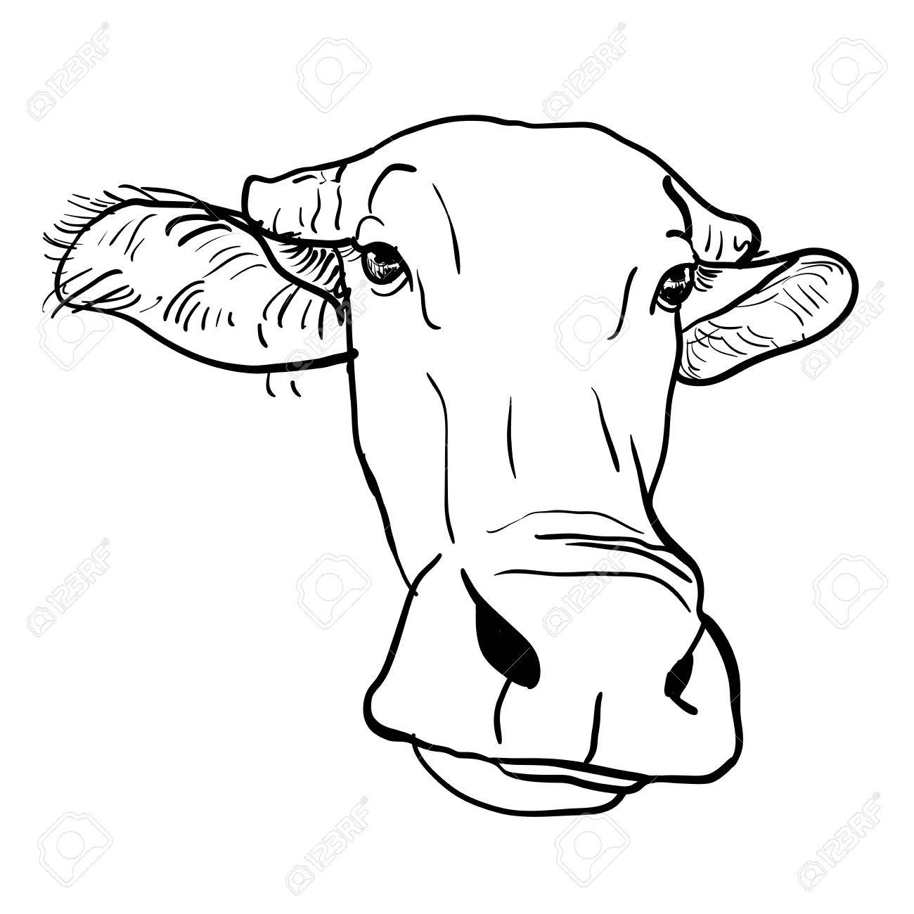 1300x1300 Drawing Of Buffalo Head On White Background Royalty Free Cliparts