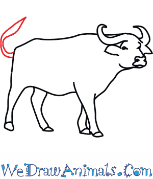 300x350 How To Draw An African Buffalo