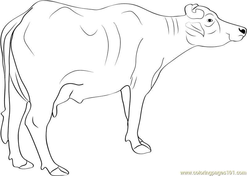 800x570 Murrah Buffalo Coloring Page