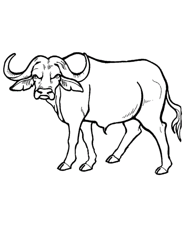600x734 Water Buffalo Drawing Water Buffalo Racing