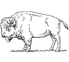 236x212 How To Draw A Buffalo Ideas For The Kids Buffalo