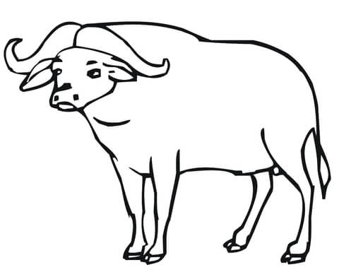 Buffalo Drawing