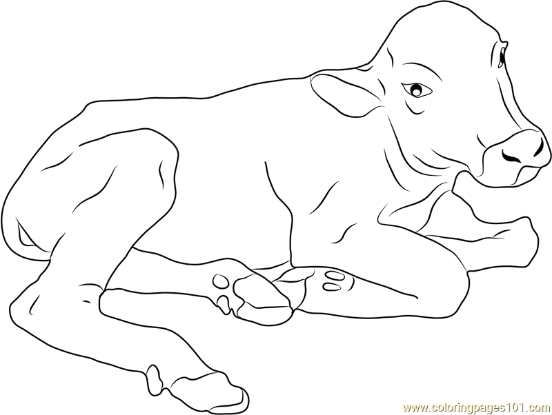 800x602 Baby Buffalo Coloring Page