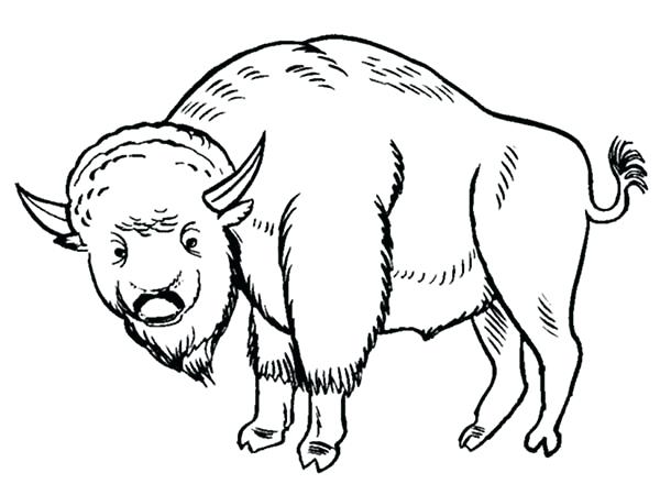 600x450 Buffalo Coloring Pages Bison Coloring Page For Kids Buffalo