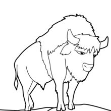 220x220 American Buffalo Coloring Pages