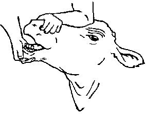 284x223 Chapter 3 Cattle, Sheep, Goats And Buffalo