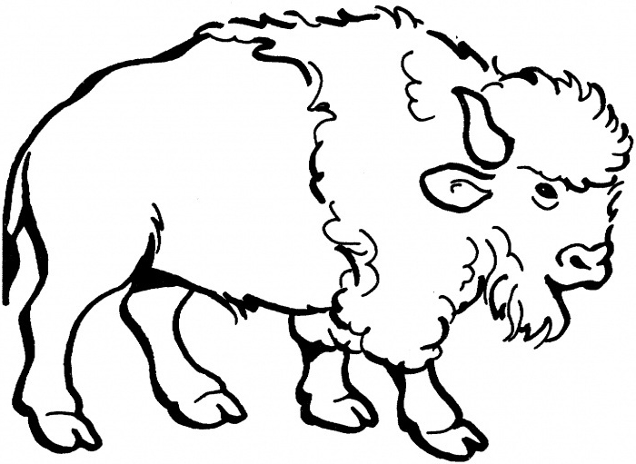700x511 Nice American Bison Coloring Page For Kids Tattoo!