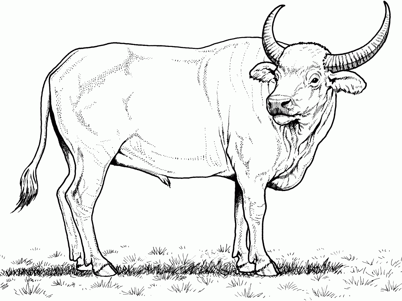 1600x1200 Bison American Buffalo Coloring Page Vector Photo Pages Free