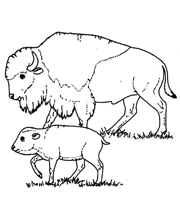 600x734 Bison Taking Care Of Her Baby Coloring Page Color Luna