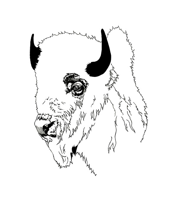 600x750 Buffalo Sketch On Fidm Portfolio Gallery