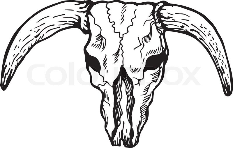 800x508 Buffalo Skull Drawings