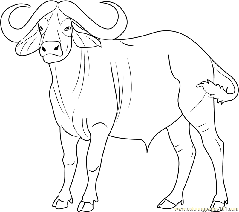 800x710 Coloring Pages Trendy Coloring Pages Draw A Buffalo Coloring