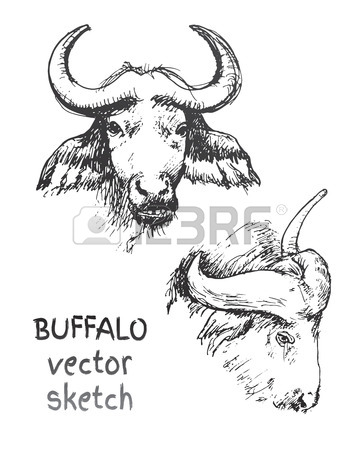 359x450 Hand Drawn Sketch Animal Buffalo American Bison. Vector Black