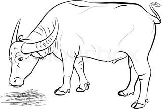 320x216 Vector Of Buffalo Eating Hay Isolated On White Background Stock