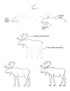 236x305 How To Draw A Deer Step By Step Art Drawings