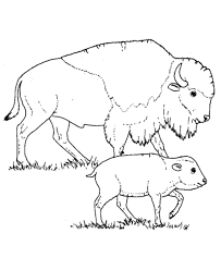203x248 Image Result For Isolated Buffalo Head Coloring Pages