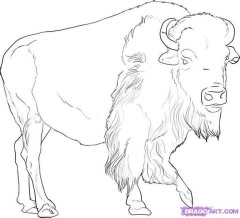 480x436 75 Best Buffalo And Bison Sketches Images On American