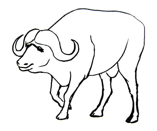 549x458 Pictures Buffalo Pictures Drawings,