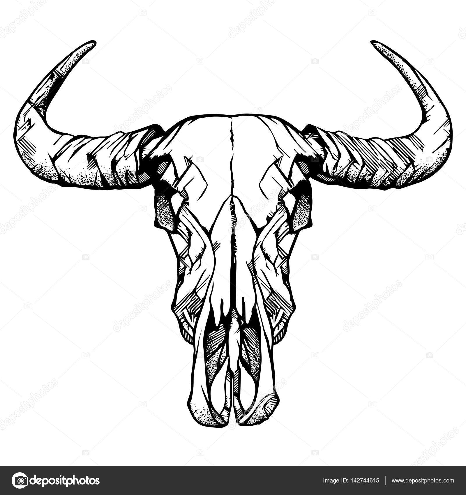 1600x1700 Buffalo Skull Hand Drawn Vector Illustration, Isolated On White