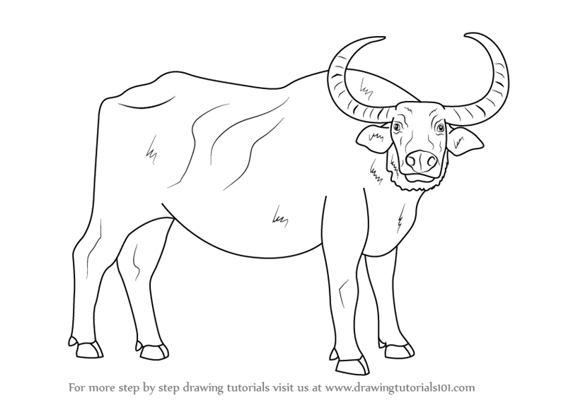 800x566 Drawing How To Draw A Buffalo How To Make A Buffalo Chicken