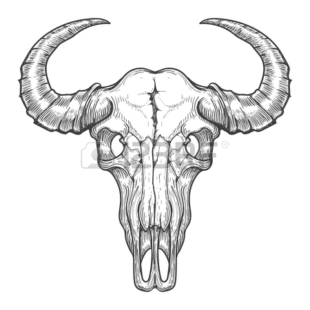 450x450 Buffalo Skull Vector Sketch. Vintage Hand Drawn Animals Head