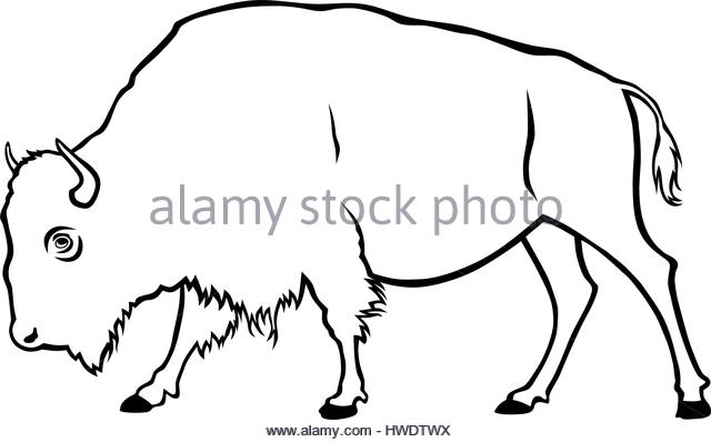 640x398 Buffalo Vector Vectors Stock Photos Amp Buffalo Vector Vectors Stock