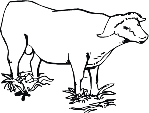 480x365 Cape (African) Buffalo Coloring Page Free Printable Coloring Pages