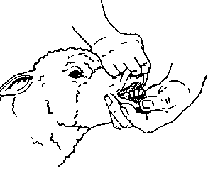 293x248 Chapter 3 Cattle, Sheep, Goats And Buffalo