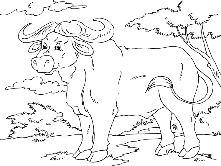 750x563 Coloring Page Buffalo