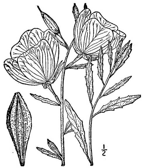 500x575 Observational Drawingoutdoors