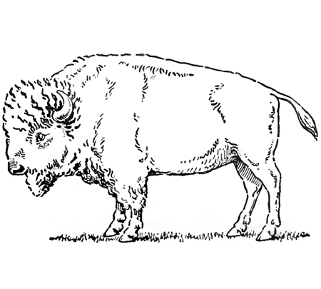 450x405 Do You Want To Learn How To Draw Bison Buffalo Here Is