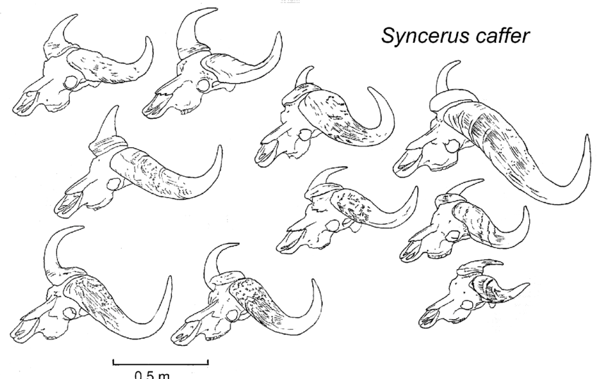 850x538 Skulls Of The African Buffalo Syncerus Caffer From Sub Sharan