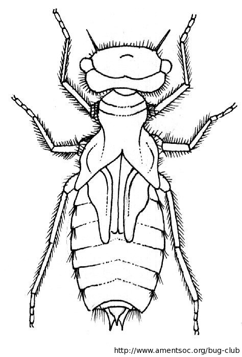474x700 Insect Colouring Activities For Children