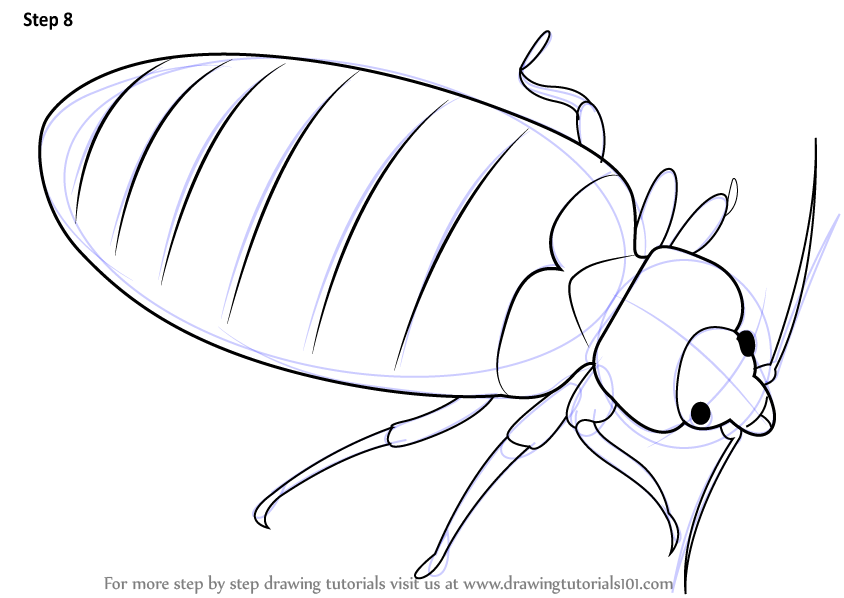 844x598 Learn How To Draw A Bed Bug (Insects) Step By Step Drawing Tutorials