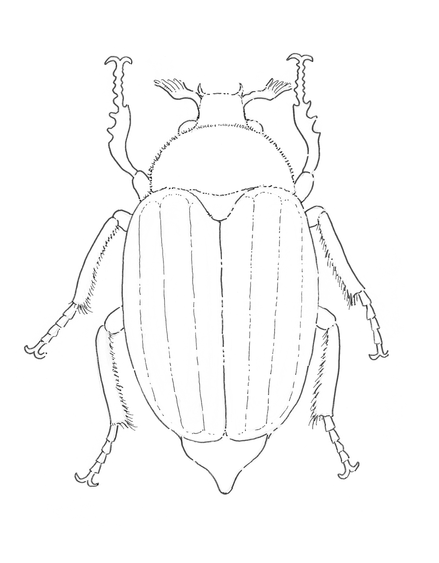 900x1153 May Bug Drawing Eugenia Hauss