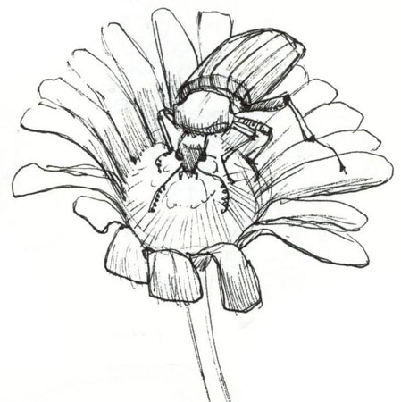 449x450 Art By Jeane Nevarez Bug On A Flower