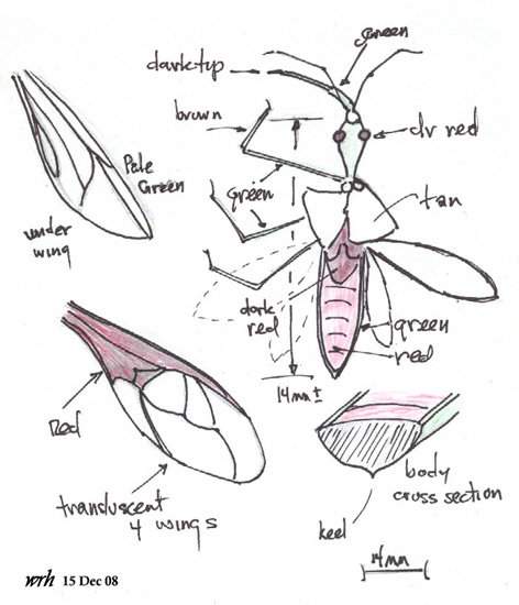 472x550 Assassin Bug