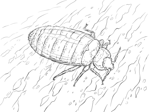 480x360 Bed Bug Coloring Page Free Printable Coloring Pages