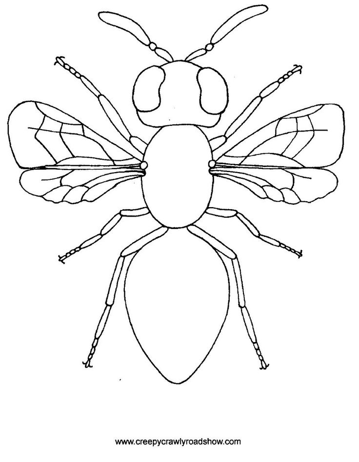 Bugs Drawing at GetDrawings | Free download